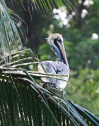 Brown Pelican